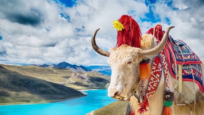 en fargerik Yakokse over Svanesj�en