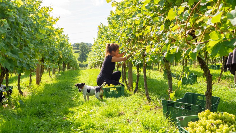 Person h�ster vindruer p� en ving�rd