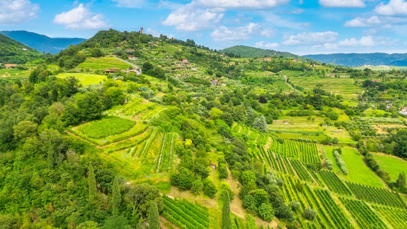 gr�nne �ser og terrasser til jordbruk og vin