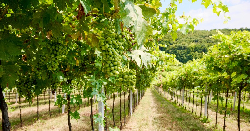 mange vinranker og druker p� rekke og rad