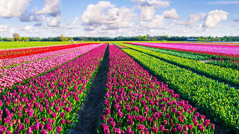 Utflukt til Noord-Holland