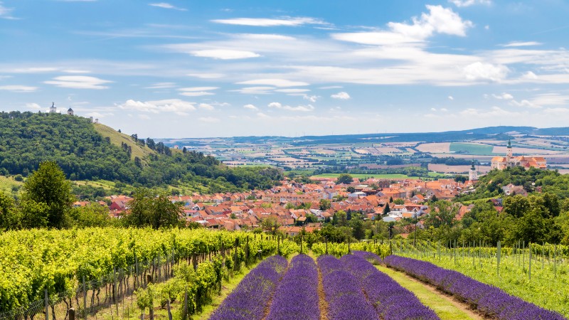 Vinmark og byen Mikulov
