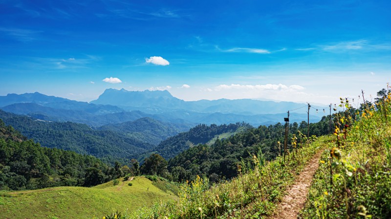 gr�nne �ser, tr�r, vandresti