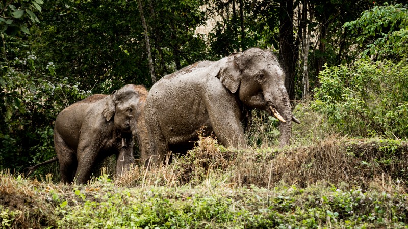elefanter i skogen nord for Chiang Mai
