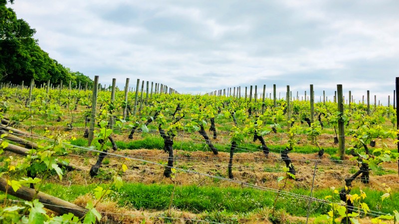 Vinmark p� Nyetimber