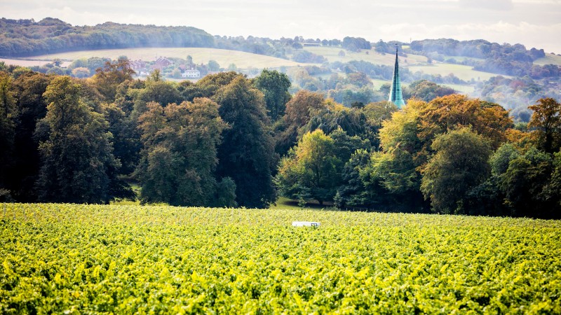 Vinmark p� Simpson's Wine Estate