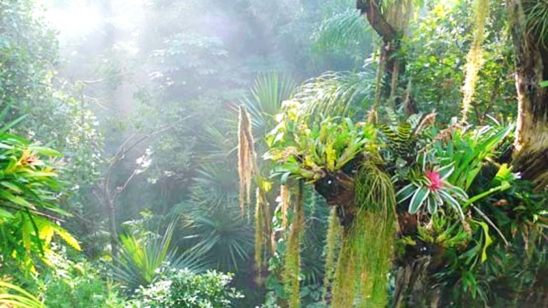 Jungel p� botanisk hage