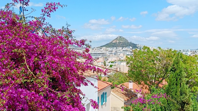 Utsikt over Athen, med fine v�rblomster i forgrunnen