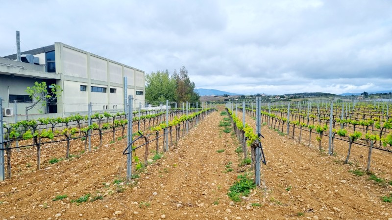 Vinmark