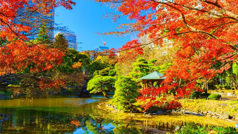 Vakre h�stfarger i en park i Tokyo