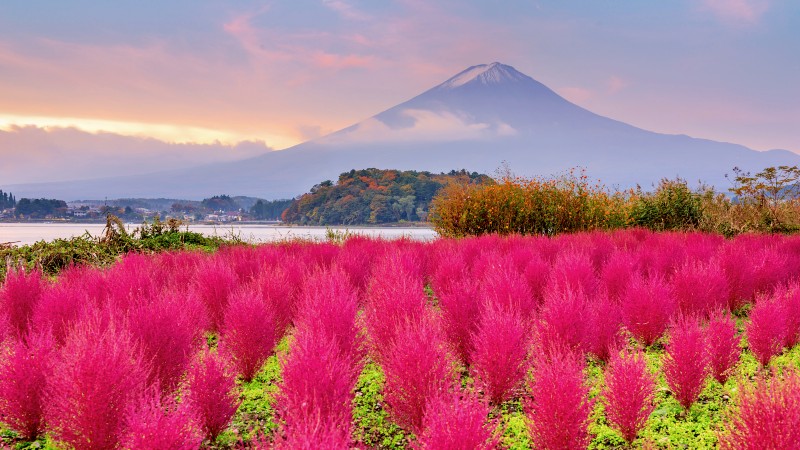 Fargerike planter med innsj� og Mt Fuji i bakgrunnen
