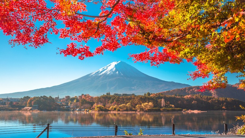 Mt Fuji innrammet av h�stl�v