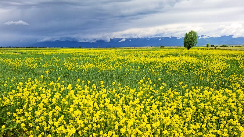 Eng med gule rapsblomster
