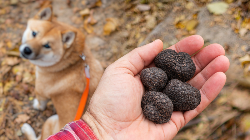 En mann holder 4 tr�fler i h�nden mens tr�ffelhunden sitter ved siden