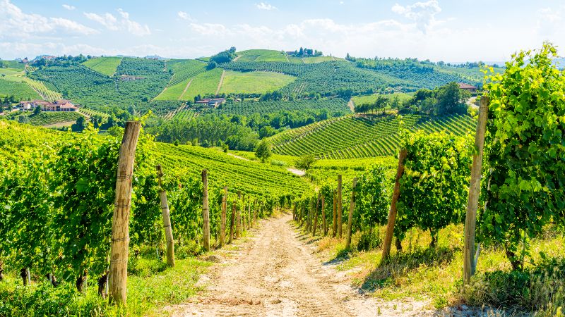 Vinmarker i Barbaresco