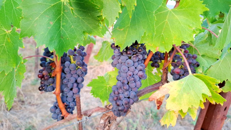Vindruer