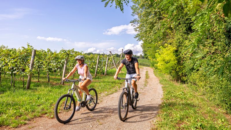 Syling gjennom vinmarker To syklister på en sti gjennom vinmarker