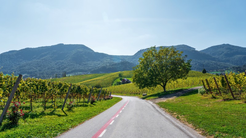 Slovenske Konjice Rolig vei i Slovenske Konjice
