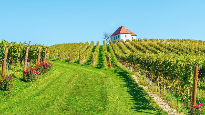 Vingården Zlati Grič Et lite hus på toppen av en høyde med vinmarker