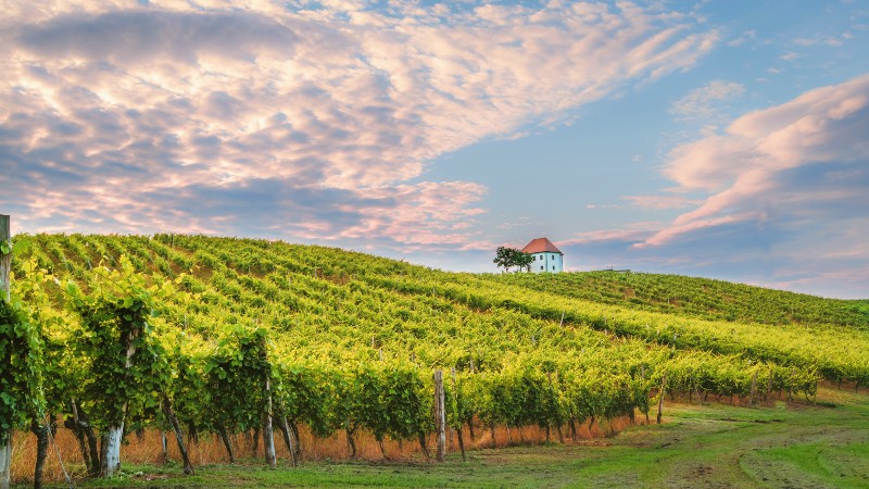 Vingården Zlati Grič Vinmark i skumringen