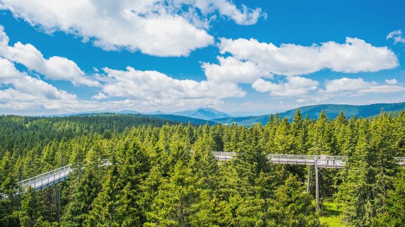Tree Top Walk, Rogla Gangvei i tre 20 meter over skogbunnen med overblikk over skogen