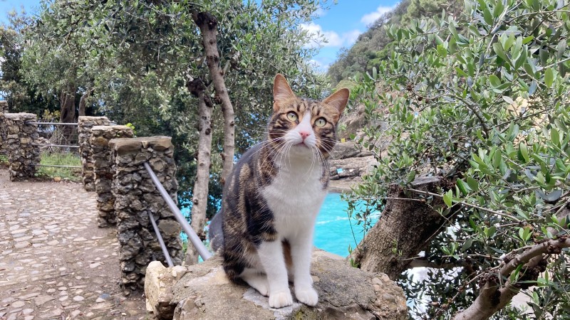 katt p� et gjerde med glimt av sj�een i bakgrunn