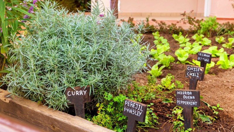 Bed med urter som vokser