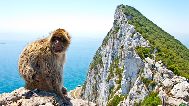 En ape sitter p� en stein, med Gibraltarklippen og havet i bakrunnen